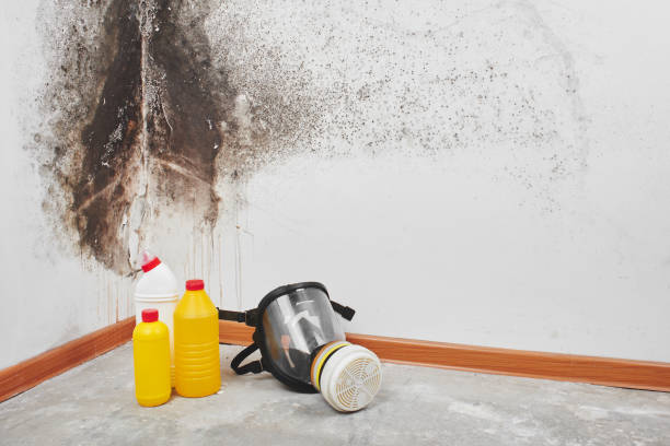 Best Mold Remediation for Specific Building Types in Big Bend, WI