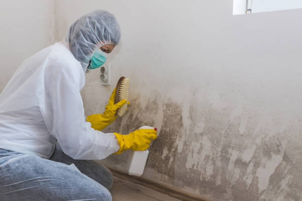 Big Bend, WI Mold Remediation Company