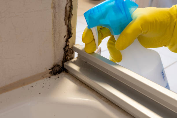 Best HVAC Mold Remediation in Big Bend, WI