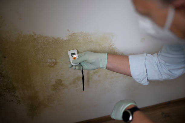 Best DIY Mold Remediation Support Services in Big Bend, WI