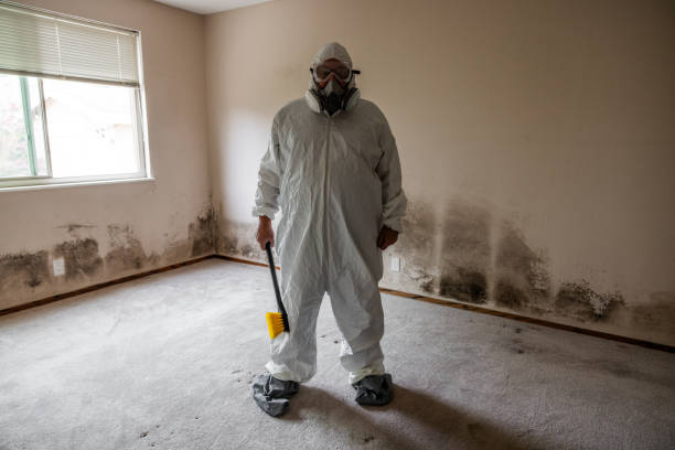 Best Black Mold Remediation in Big Bend, WI